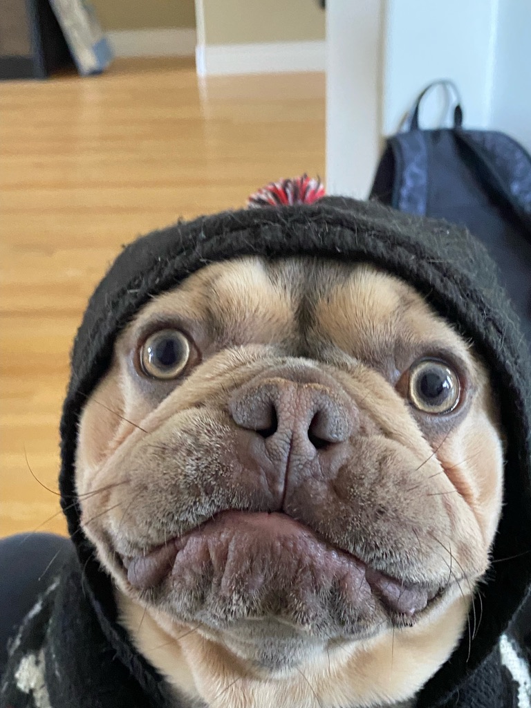 Maple with a hoodie!