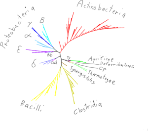 An SPR supertree